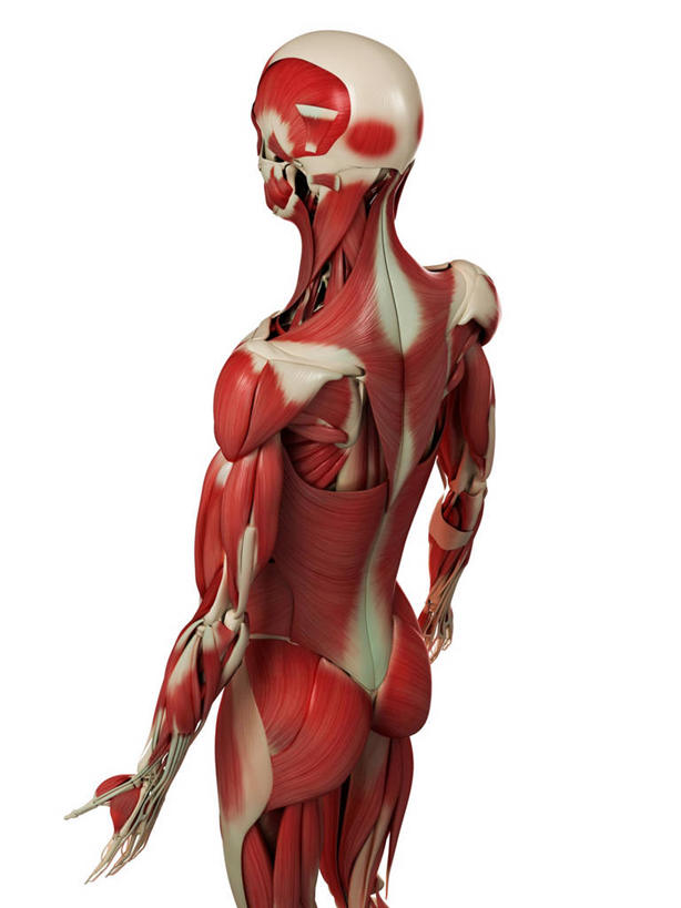 骨骼,一个人,无人,站,竖图,插画,室内,白天,白色背景,正面,数码,科技,微生物,仅一个男性,仅一个人,阴影,科学,网络,医学,细胞,骨头,高光,几何,计算机图形,合成,图画,画,仅一个年轻男性,红色,白色,站着,电脑合成图,数码合成图,骨架,生物学,张开五指,合成图,漫画,写实,具体,具象,骨骼肌,男人,男性,年轻男性,站立,半身,彩图,肌肉细胞,肌细胞,横纹肌,五指张开