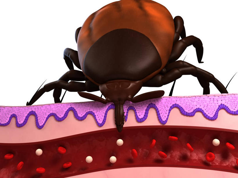 无人,横图,插画,室内,白天,白色背景,正面,数码,科技,阴影,科学,网络,昆虫,高光,几何,计算机图形,合成,图画,画,一只,动物,趴着,皮肤,电脑合成图,数码合成图,生物学,毛发,合成图,横截面,漫画,剖面,写实,具体,具象,害虫,壁虱,蜱,草爬子,自然科学,截面,截面图形,博物学,生物科学,趴,彩图,全身