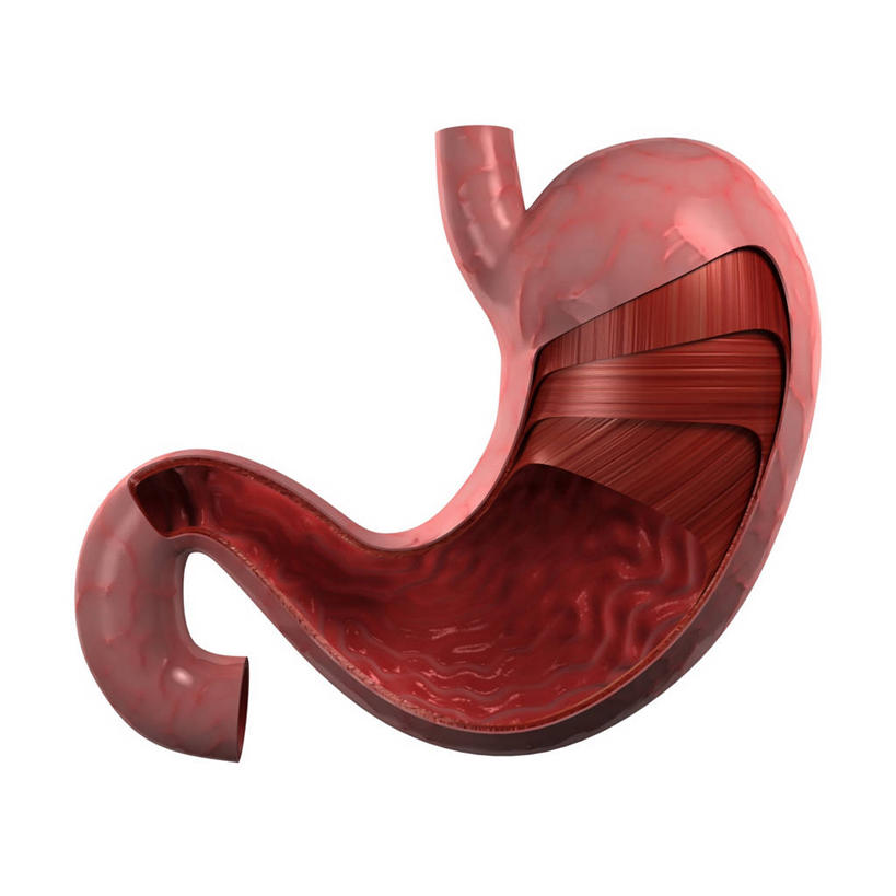 腹部,内脏,胃,动脉,静脉,无人,方图,插画,室内,白天,白色背景,正面,数码,科技,阴影,科学,网络,医学,高光,几何,计算机图形,合成,图画,画,粉色,红色,人体,电脑合成图,数码合成图,生物学,人体器官,器官,合成图,漫画,剖面,切面,写实,具体,具象,自然科学,博物学,生物科学,胃部,彩图,剖视图,剖切面,剖视