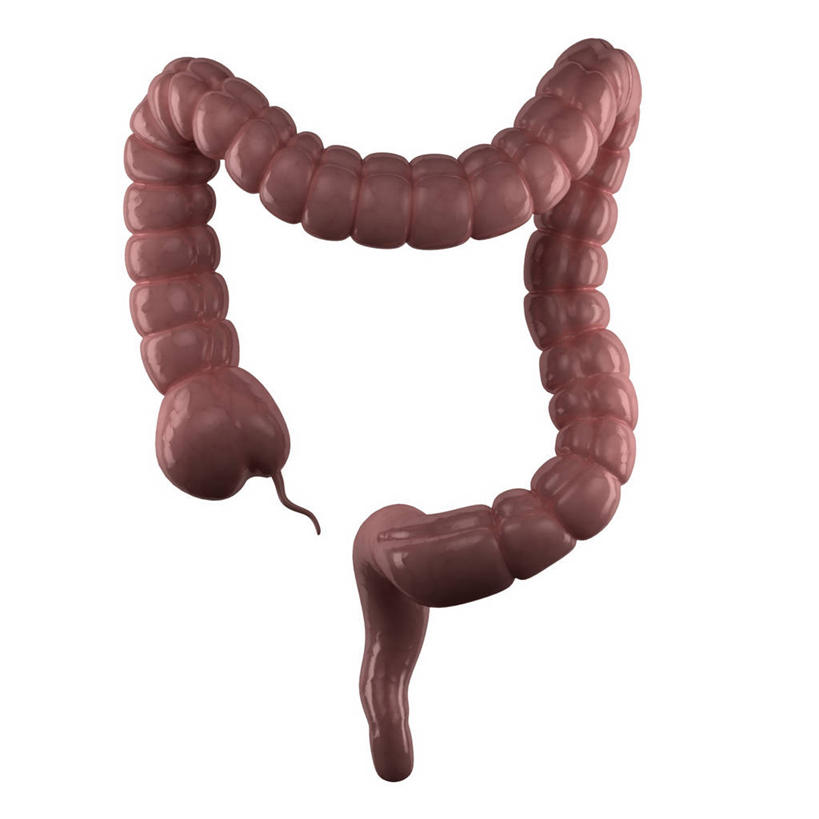 内脏,肠,动脉,静脉,无人,方图,插画,室内,白天,白色背景,正面,数码,科技,阴影,科学,网络,医学,高光,几何,计算机图形,合成,图画,画,粉色,红色,人体,电脑合成图,数码合成图,生物学,人体器官,器官,合成图,漫画,剖面,切面,写实,具体,具象,自然科学,博物学,生物科学,大肠,彩图,剖视图,剖切面,剖视