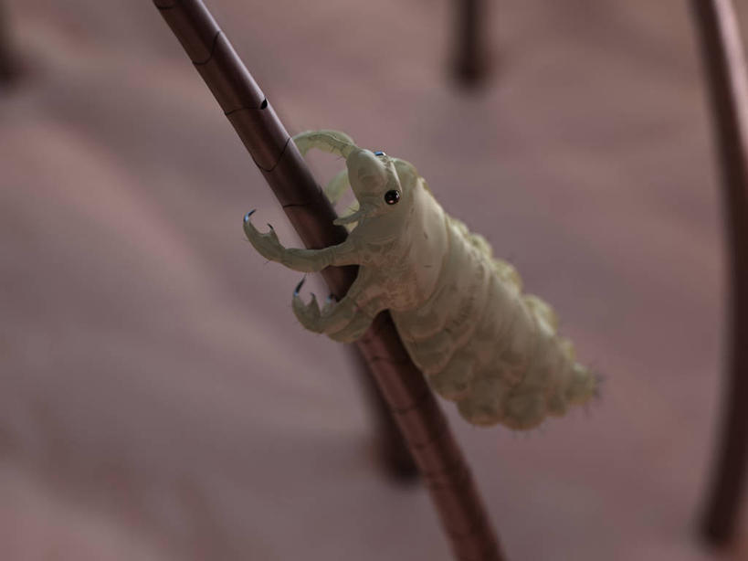 无人,横图,俯视,插画,室内,特写,白天,数码,科技,阴影,朦胧,模糊,网络,昆虫,高光,几何,计算机图形,合成,图画,画,一只,动物,趴着,皮肤,电脑合成图,数码合成图,毛发,合成图,漫画,虱子,写实,具体,具象,害虫,趴,彩图,高角度拍摄,全身