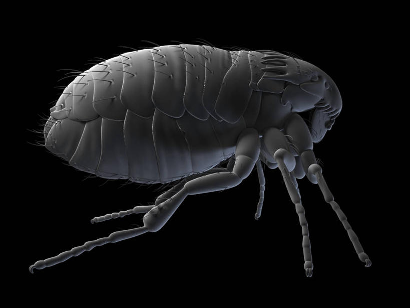 无人,横图,插画,室内,白天,侧面,数码,科技,阴影,黑色背景,网络,昆虫,高光,几何,计算机图形,合成,图画,画,一只,灰色,动物,趴着,电脑合成图,数码合成图,合成图,漫画,写实,具体,具象,害虫,寄生,寄生虫,跳蚤,虼蚤,虼蚤子,趴,彩图,全身,猫跳蚤,猫蚤