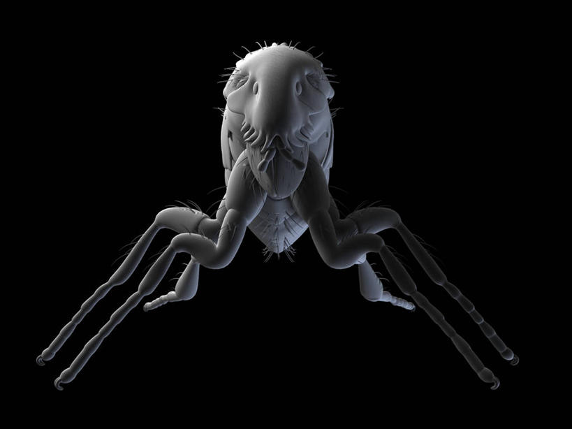 无人,横图,插画,室内,白天,正面,数码,科技,阴影,黑色背景,网络,昆虫,高光,几何,计算机图形,合成,图画,画,一只,灰色,动物,趴着,电脑合成图,数码合成图,合成图,漫画,写实,具体,具象,害虫,寄生,寄生虫,跳蚤,虼蚤,虼蚤子,趴,彩图,全身,猫跳蚤,猫蚤