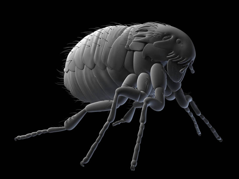 无人,横图,插画,室内,白天,正面,数码,科技,阴影,黑色背景,网络,昆虫,高光,几何,计算机图形,合成,图画,画,一只,灰色,动物,趴着,电脑合成图,数码合成图,合成图,漫画,写实,具体,具象,害虫,寄生,寄生虫,跳蚤,虼蚤,虼蚤子,趴,彩图,全身,猫跳蚤,猫蚤