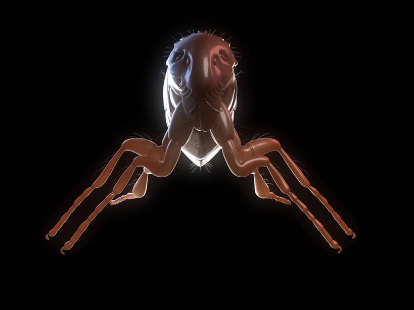 无人,横图,插画,室内,白天,正面,数码,科技,阴影,黑色背景,网络,昆虫,褐色,高光,几何,计算机图形,合成,图画,画,一只,动物,趴着,电脑合成图,数码合成图,合成图,漫画,写实,具体,具象,害虫,寄生,寄生虫,跳蚤,虼蚤,虼蚤子,趴,彩图,全身,猫跳蚤,猫蚤