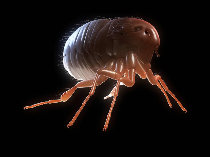 无人,横图,插画,室内,白天,正面,数码,科技,阴影,黑色背景,网络,昆虫,褐色,高光,几何,计算机图形,合成,图画,画,一只,动物,趴着,电脑合成图,数码合成图,合成图,漫画,写实,具体,具象,害虫,寄生,寄生虫,跳蚤,虼蚤,虼蚤子,趴,彩图,全身,猫跳蚤,猫蚤