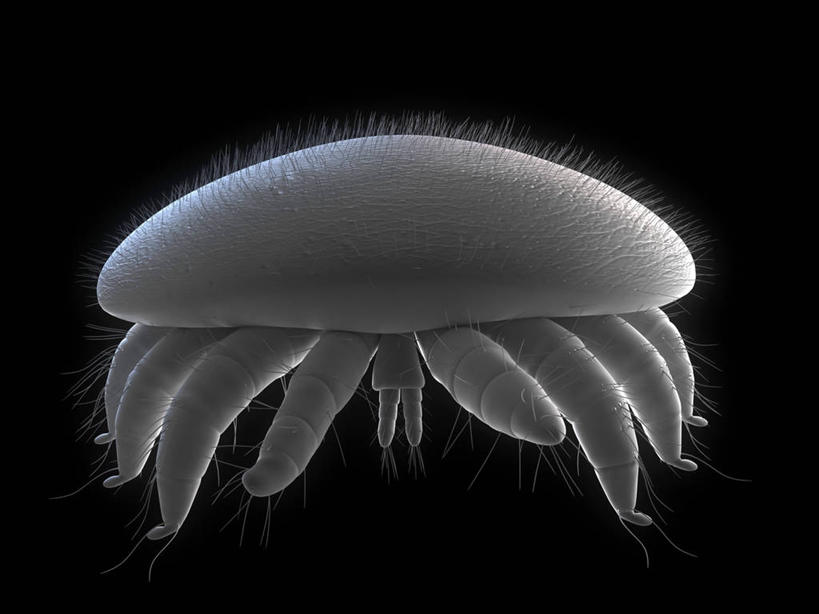 无人,横图,插画,室内,白天,正面,数码,科技,阴影,黑色背景,网络,昆虫,高光,几何,计算机图形,合成,图画,画,一只,灰色,动物,趴着,电脑合成图,数码合成图,合成图,节肢动物,漫画,写实,具体,具象,害虫,柔和,大方,细致,螨虫,中间色,朴素,平稳,趴,彩图,全身,蜱螨,厉螨,蜜蜂螨