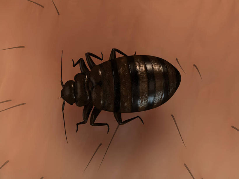 无人,横图,俯视,插画,室内,白天,数码,科技,阴影,网络,昆虫,高光,几何,计算机图形,合成,图画,画,一只,动物,趴着,皮肤,电脑合成图,数码合成图,毛发,合成图,漫画,写实,具体,具象,害虫,壁虱,臭虫,趴,彩图,高角度拍摄,全身,床虱,木蚤