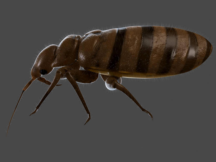 无人,横图,插画,室内,白天,侧面,数码,科技,阴影,黑色背景,网络,纹路,昆虫,纹理,褐色,高光,几何,计算机图形,合成,图画,画,一只,黑色,动物,趴着,电脑合成图,数码合成图,合成图,漫画,肌理,写实,具体,具象,害虫,壁虱,臭虫,趴,彩图,全身,床虱,木蚤