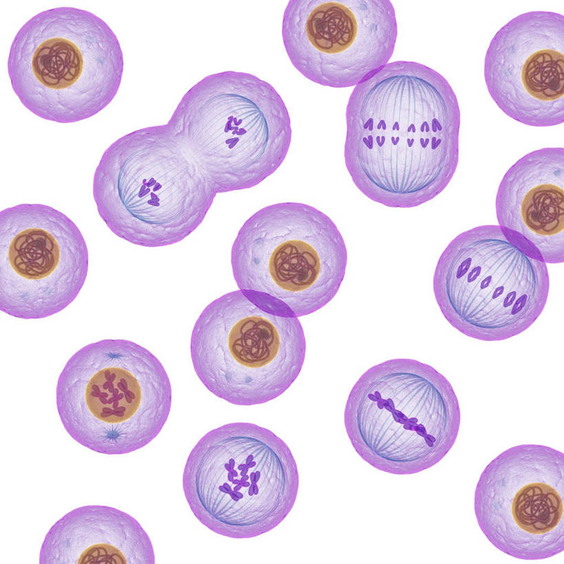无人,方图,插画,室内,白天,白色背景,正面,数码,科技,阴影,科学,网络,高光,几何,计算机图形,合成,图画,画,紫色,橙色,电脑合成图,数码合成图,生物学,合成图,繁殖,漫画,写实,具体,具象,细胞分裂,有丝分裂,子细胞,自然科学,博物学,生物科学,彩图,活细胞,母细胞,间接分裂,蕃殖,繁生,孳生,滋生