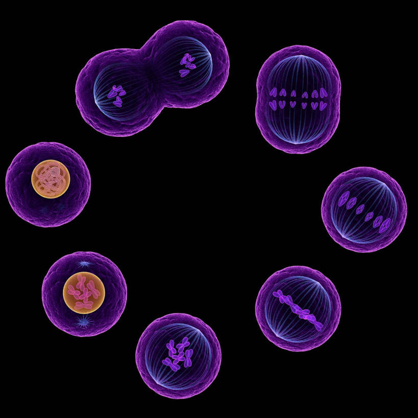 无人,方图,插画,室内,白天,正面,数码,科技,阴影,黑色背景,科学,网络,高光,几何,计算机图形,合成,图画,画,紫色,橙色,电脑合成图,数码合成图,生物学,合成图,繁殖,漫画,写实,具体,具象,细胞分裂,有丝分裂,子细胞,自然科学,博物学,生物科学,彩图,活细胞,母细胞,间接分裂,蕃殖,繁生,孳生,滋生