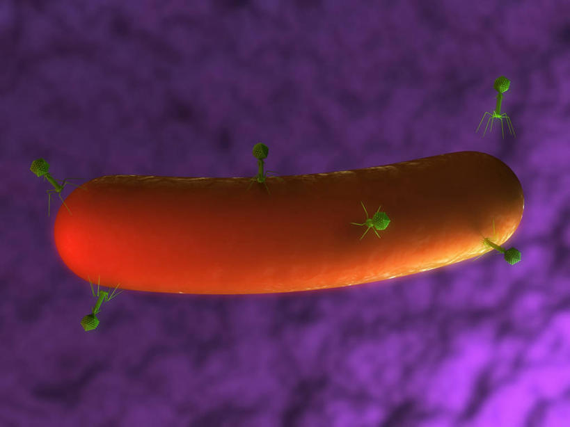 无人,横图,插画,室内,白天,正面,数码,科技,微生物,许多,阴影,紫色背景,网络,细菌,医学,高光,几何,计算机图形,合成,图画,画,一个,绿色,橙色,生物,单个,电脑合成图,数码合成图,医疗,病毒,生物学,合成图,漫画,写实,具体,具象,杆菌,寄生,生命体,生物病毒,枯草芽孢杆菌,芽孢杆菌,彩图,原核生物