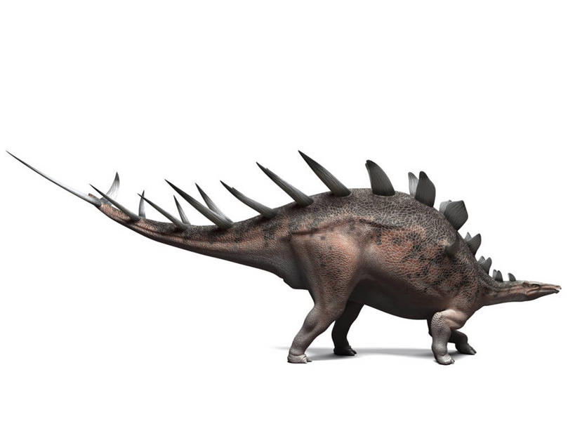 无人,走,横图,插画,室内,白天,白色背景,侧面,数码,科技,阴影,网络,高光,几何,计算机图形,合成,图画,注视,画,一只,观察,看,恐龙,观看,电脑合成图,数码合成图,察看,合成图,关注,凶猛,漫画,剑龙,写实,具体,具象,灭尽,灭绝,史前动物,侏罗纪,凶残,步行,散步,走路,彩图,全身,肯氏龙,钉状龙