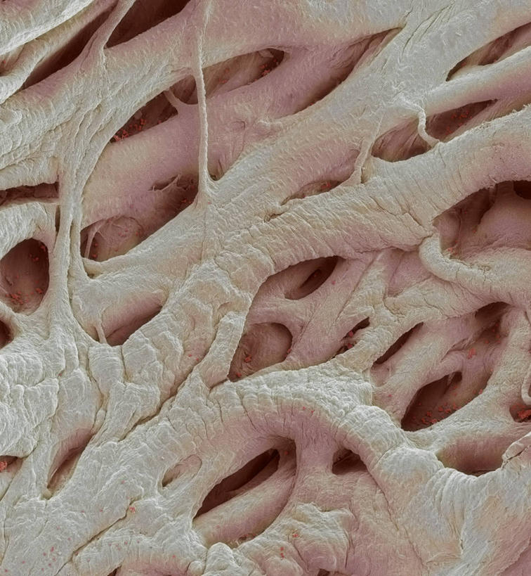 内脏,心脏,动脉,静脉,无人,竖图,室内,特写,白天,正面,微距,仪器,检查,反射,分析,科学,医学,纹路,纹理,显微镜,观察,清晰,探索,人体,放大,观看,仔细,透镜,生物学,人体器官,凸透镜,聚焦,器官,关注,心血管,心房,心室,肌理,光学,清楚,结缔组织,自然科学,博物学,生物科学,心,彩图,微距摄影,扫描电镜,扫描电子显微镜