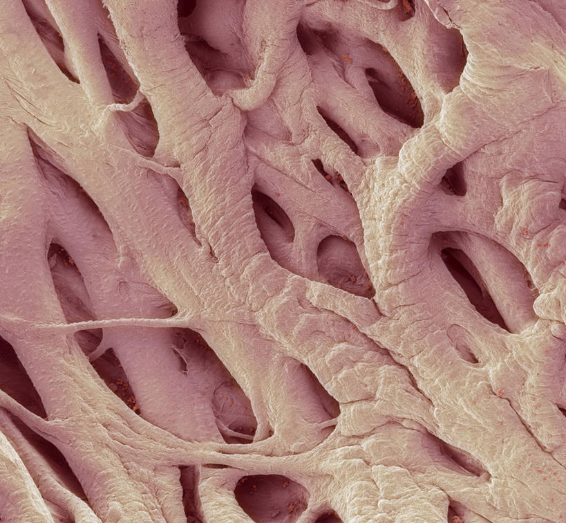 内脏,心脏,动脉,静脉,无人,横图,室内,特写,白天,正面,微距,仪器,检查,反射,分析,科学,医学,纹路,纹理,显微镜,观察,清晰,探索,人体,放大,观看,仔细,透镜,生物学,人体器官,凸透镜,聚焦,器官,关注,心血管,心房,心室,肌理,光学,清楚,结缔组织,自然科学,博物学,生物科学,心,彩图,微距摄影,扫描电镜,扫描电子显微镜