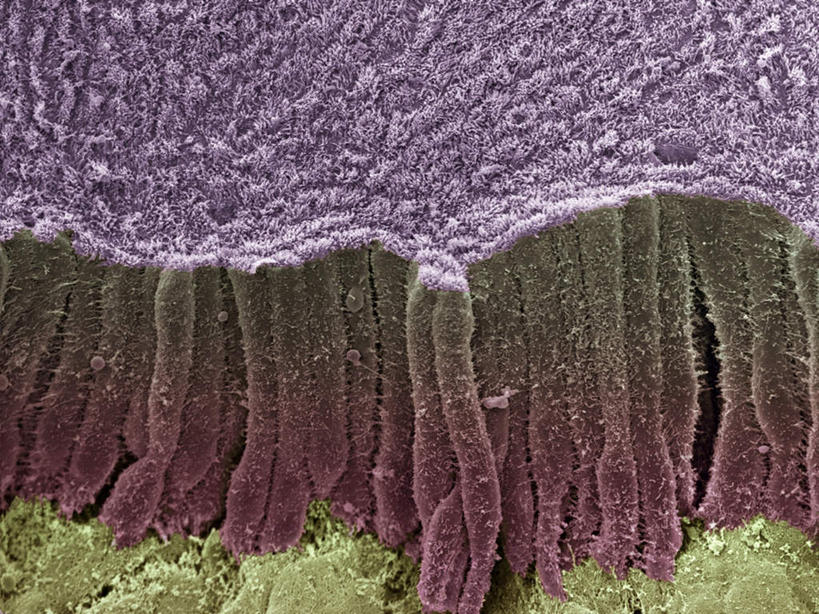 内脏,肝脏,动脉,静脉,无人,横图,插画,室内,白天,正面,数码,仪器,科技,静物,阴影,检查,反射,分析,科学,网络,医学,绒毛,显微镜,高光,几何,计算机图形,合成,图画,画,模型,观察,清晰,探索,人体,放大,观看,仔细,电脑合成图,数码合成图,透镜,生物学,人体器官,凸透镜,聚焦,器官,关注,漫画,生理学,写实,具体,具象,光学,清楚,胆管,胆总管,微绒毛,上皮细胞,彩图