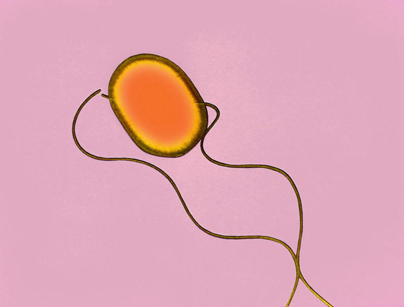 无人,横图,插画,室内,白天,正面,数码,科技,微生物,阴影,粉色背景,网络,高光,几何,计算机图形,合成,图画,画,一个,橙色,单个,电脑合成图,数码合成图,漫画,写实,具体,具象,鞭毛,彩图