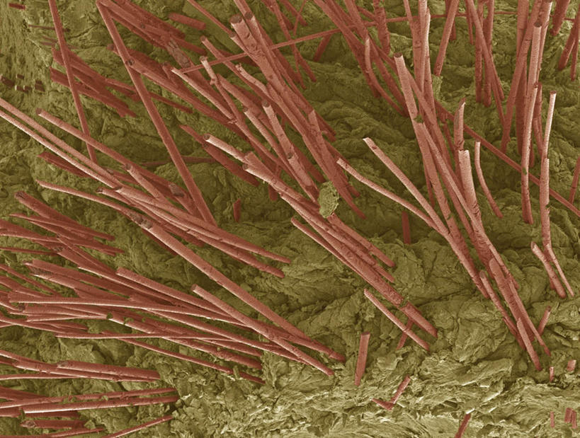 头发,无人,横图,插画,室内,白天,正面,数码,科技,一排,许多,阴影,整齐,网络,医学,褐色,很多,高光,几何,计算机图形,合成,图画,画,排列,红色,生物,碎片,电脑合成图,数码合成图,医疗,生物学,队列,漫画,真皮,生理学,写实,具体,具象,彩图