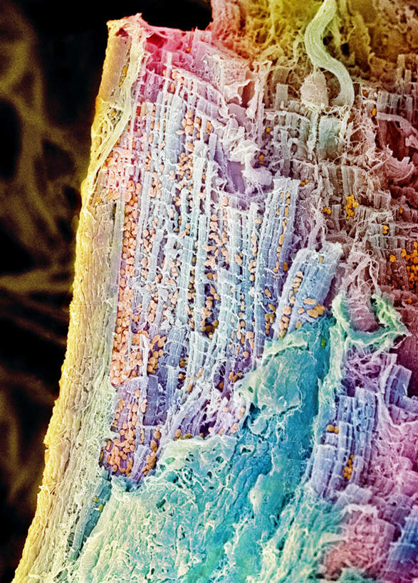 内脏,心脏,动脉,静脉,无人,竖图,插画,室内,白天,正面,数码,科技,静物,一排,许多,阴影,整齐,网络,很多,高光,几何,计算机图形,合成,图画,画,排列,模型,人体,五颜六色,电脑合成图,数码合成图,生物学,器官,队列,五彩缤纷,漫画,心血管,心房,心室,生理学,写实,具体,具象,线粒体,心,彩图