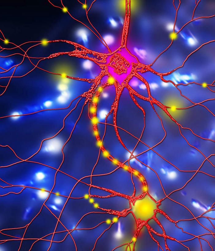 神经,无人,竖图,插画,室内,白天,正面,数码,科技,静物,许多,阴影,光线,光泽,网络,医学,细胞,光芒,很多,高光,几何,计算机图形,合成,图画,光点,画,一个,黄色,红色,紫色,分叉,人体,单个,电脑合成图,数码合成图,生物学,漫画,光辉,生理学,写实,具体,具象,神经细胞,轴突,毫光,神经末梢,暗影,分岔,彩图,神经系统