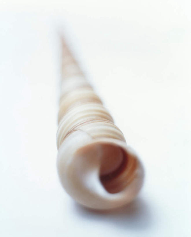 无人,竖图,俯视,室内,特写,白天,白色背景,野生动物,静物,贝壳,朦胧,模糊,纹路,蜗牛,螺旋,孔,一只,自然,摄影,贝类外壳,海螺壳,软体动物外壳,彩图,高角度拍摄,拍摄