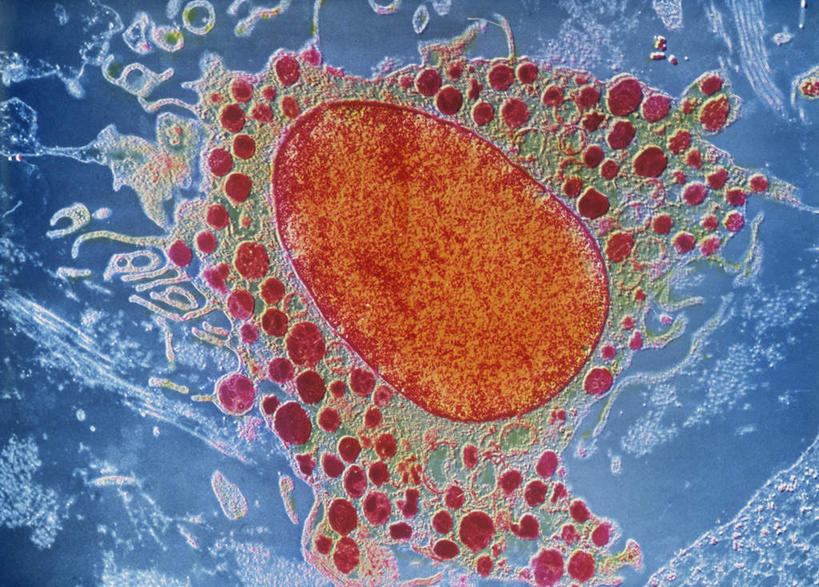 无人,横图,室内,白天,正面,静物,医学,细胞,红色,人体,生物学,血细胞,生理学,彩图,白血细胞