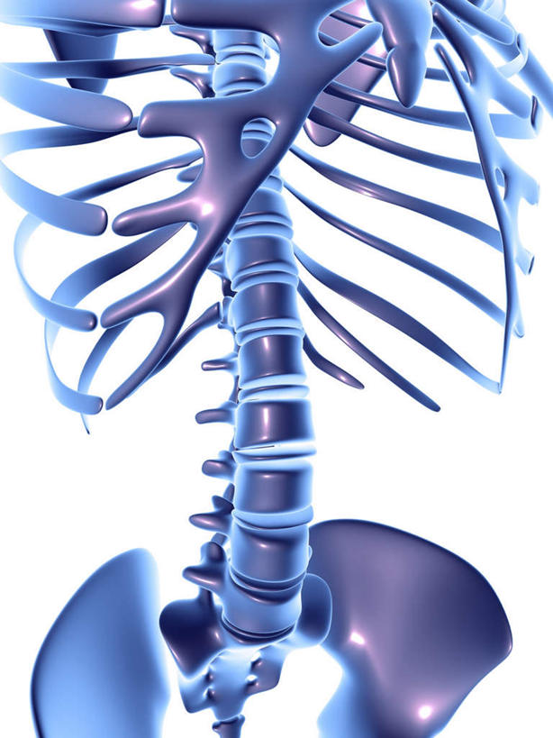 胸,脊髓,骨骼,脊椎,骨盆,无人,竖图,插画,室内,白天,白色背景,正面,数码,科技,阴影,立体,科学,网络,骨头,高光,几何,计算机图形,合成,图画,画,紫色,探索,创意,发现,电脑合成图,数码合成图,骨架,胸腔,探讨,漫画,创新,写实,具体,具象,新意,探究,探求,脊柱,胸部,彩图