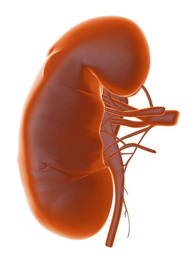 内脏,动脉,静脉,无人,竖图,室内,白天,白色背景,正面,数码,科技,静物,阴影,网络,医学,高光,几何,计算机图形,合成,模型,人体,电脑合成图,数码合成图,生物学,人体器官,器官,生理学,写实,具体,具象,肾,彩图