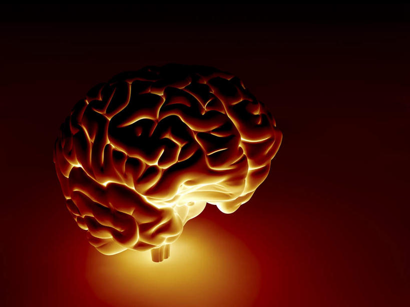 无人,横图,室内,白天,正面,数码,科技,大脑,阴影,红色背景,发光,网络,高光,几何,计算机图形,合成,红色,电脑合成图,数码合成图,器官,沟壑,小脑,脑干,写实,具体,具象,大脑皮层,端脑,沟,灰质,回,间脑,中枢神经系统,彩图,神经系统