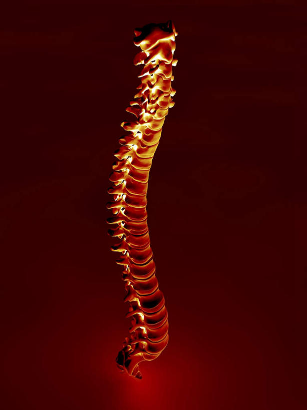 脊髓,无人,竖图,室内,特写,白天,正面,数码,科技,阴影,红色背景,曲折,弯曲,曲线,网络,高光,几何,计算机图形,合成,蜿蜒,电脑合成图,数码合成图,写实,具体,具象,脊柱,彩图