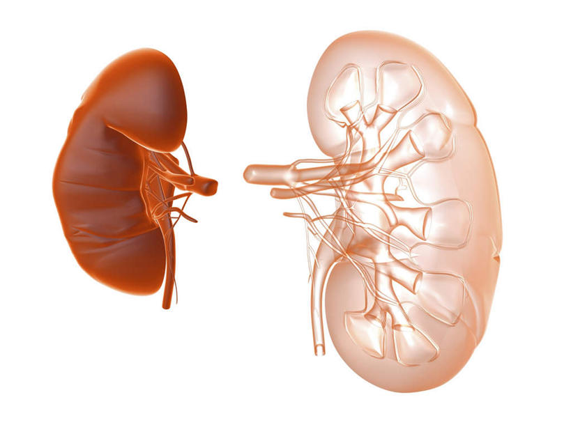 内脏,动脉,静脉,无人,横图,室内,特写,白天,白色背景,正面,数码,科技,静物,阴影,网络,医学,高光,几何,计算机图形,合成,红色,模型,人体,电脑合成图,数码合成图,生物学,人体器官,器官,泌尿系统,生理学,写实,具体,具象,肾,彩图