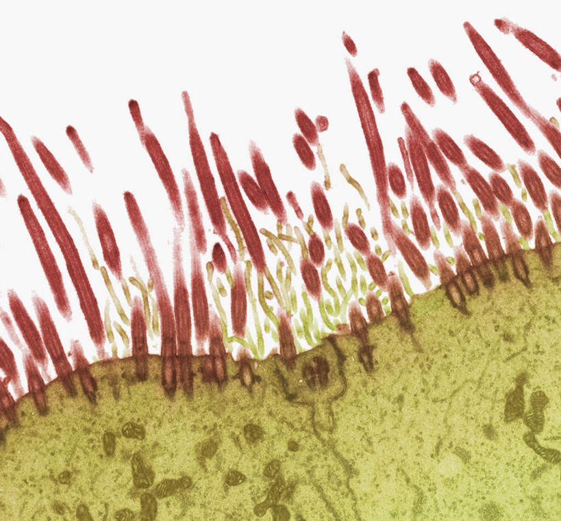 无人,横图,插画,室内,特写,白天,白色背景,正面,数码,科技,静物,阴影,网络,医学,细胞,高光,几何,计算机图形,合成,图画,画,人体,电脑合成图,数码合成图,生物学,血细胞,漫画,鼻腔,生理学,写实,具体,具象,神经细胞,纤毛,精囊,上皮细胞,彩图