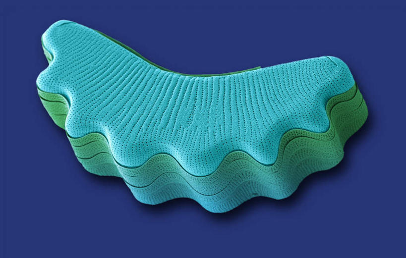 无人,横图,室内,特写,白天,正面,数码,科技,植物,静物,阴影,蓝色背景,网络,医学,细胞,高光,几何,计算机图形,合成,一个,蓝色,绿色,自然,生长,单个,成长,电脑合成图,数码合成图,生物学,生理学,写实,具体,具象,硅藻,单细胞植物,彩图