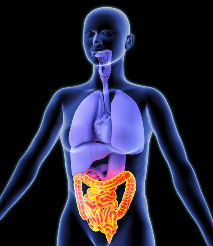 内脏,肠,动脉,静脉,十二指肠,无人,竖图,室内,白天,正面,数码,科技,静物,阴影,黑色背景,网络,医学,高光,几何,计算机图形,合成,模型,身体,人体,电脑合成图,数码合成图,生物学,人体器官,器官,生理学,写实,具体,具象,解剖学,大肠,盲肠,小肠,直肠,半身,彩图