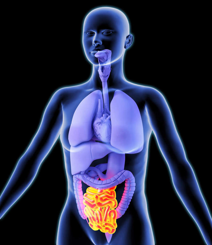 腹部,内脏,肺,心脏,肝脏,食道,胃,肠,动脉,静脉,十二指肠,一个人,无人,站,竖图,插画,室内,白天,正面,数码,科技,静物,仅一个年轻女性,仅一个女性,仅一个人,阴影,黑色背景,网络,医学,高光,几何,计算机图形,合成,图画,画,黄色,紫色,模型,站着,人体,电脑合成图,数码合成图,生物学,人体器官,器官,漫画,生理学,写实,具体,具象,年轻女性,女人,女性,大肠,肺部,肺脏,肝,盲肠,小肠,心,直肠,胃部,站立,半身,彩图,消化系统