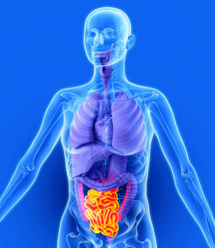 腹部,内脏,肺,心脏,肝脏,食道,胃,肠,动脉,静脉,十二指肠,一个人,无人,站,竖图,插画,室内,白天,正面,数码,科技,静物,仅一个年轻女性,仅一个女性,仅一个人,阴影,蓝色背景,网络,医学,高光,几何,计算机图形,合成,图画,画,黄色,紫色,模型,站着,人体,电脑合成图,数码合成图,生物学,人体器官,器官,漫画,生理学,写实,具体,具象,年轻女性,女人,女性,大肠,肺部,肺脏,肝,盲肠,小肠,心,直肠,胃部,站立,半身,彩图,消化系统