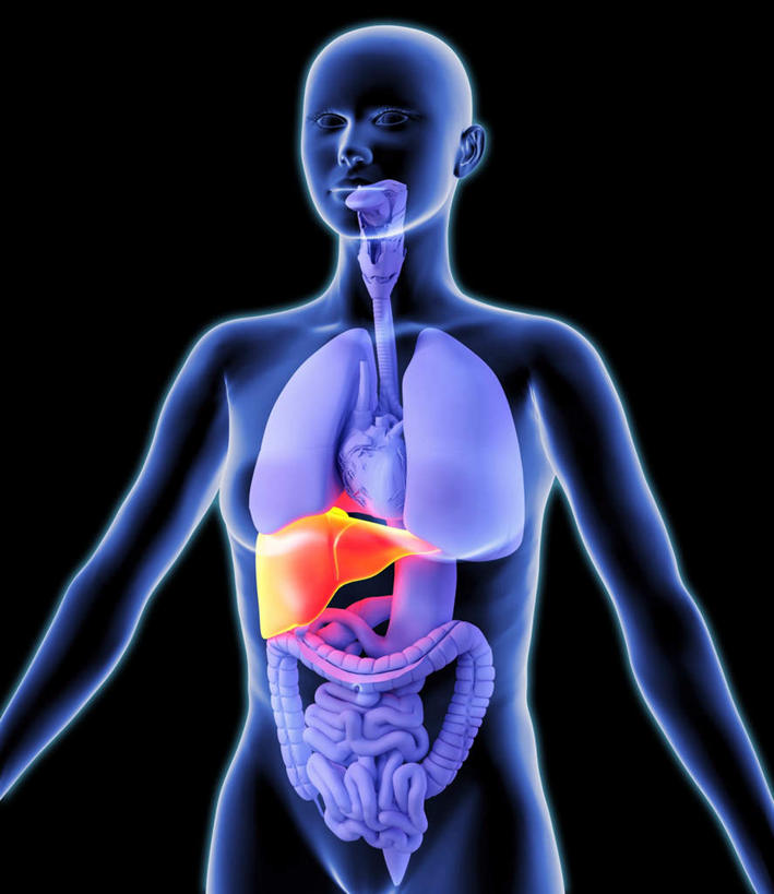 腹部,内脏,肺,心脏,肝脏,食道,胃,肠,动脉,静脉,十二指肠,一个人,无人,站,竖图,插画,室内,白天,正面,数码,科技,静物,仅一个年轻女性,仅一个女性,仅一个人,阴影,黑色背景,网络,医学,高光,几何,计算机图形,合成,图画,画,黄色,红色,紫色,模型,站着,人体,电脑合成图,数码合成图,生物学,人体器官,器官,漫画,生理学,写实,具体,具象,年轻女性,女人,女性,大肠,肺部,肺脏,肝,盲肠,小肠,心,直肠,胃部,站立,半身,彩图,消化系统