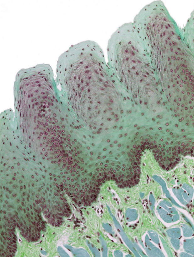 内脏,动脉,静脉,无人,竖图,插画,室内,特写,白天,正面,数码,科技,静物,阴影,网络,医学,高光,几何,计算机图形,合成,图画,画,模型,人体,电脑合成图,数码合成图,生物学,人体器官,器官,漫画,生理学,写实,具体,具象,上皮细胞,舌头,彩图