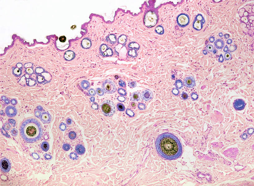 内脏,动脉,静脉,无人,横图,插画,室内,特写,白天,正面,数码,科技,静物,阴影,网络,医学,高光,几何,计算机图形,合成,图画,画,模型,人体,皮肤,电脑合成图,数码合成图,生物学,人体器官,器官,漫画,生理学,写实,具体,具象,毛囊,彩图