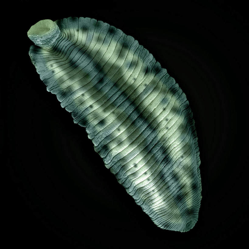 无人,横图,插画,室内,特写,白天,正面,数码,科技,阴影,黑色背景,网络,高光,几何,计算机图形,合成,图画,画,一只,绿色,电脑合成图,数码合成图,水生动物,水生物,漫画,写实,具体,具象,蚂蟥,水蛭,彩图