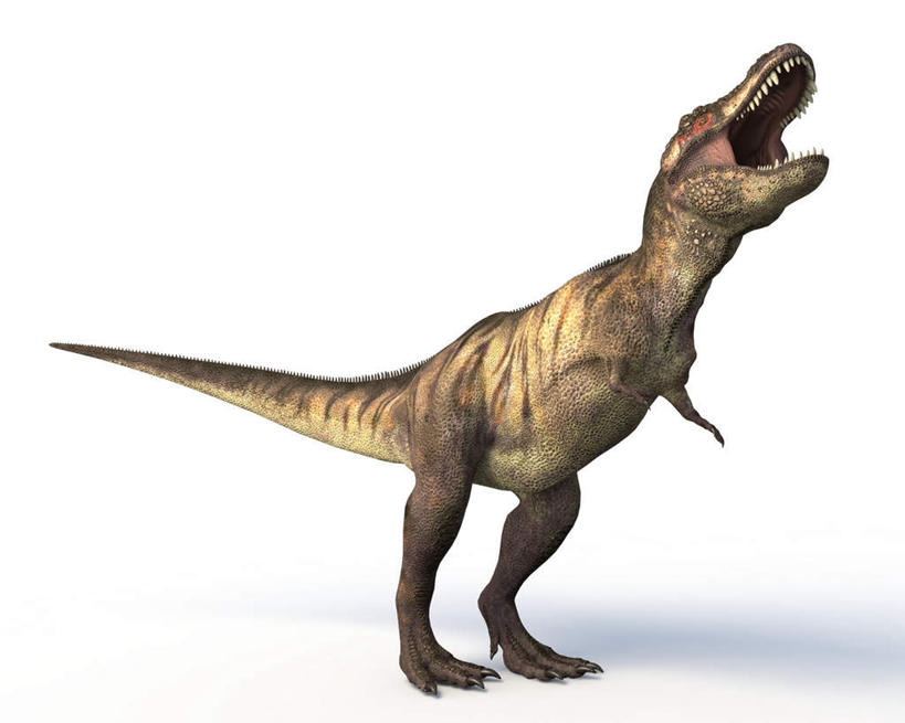 无人,站,横图,插画,室内,白天,白色背景,侧面,数码,科技,阴影,网络,高光,几何,计算机图形,合成,图画,画,一只,站着,张嘴,恐龙,电脑合成图,数码合成图,凶猛,漫画,张大嘴巴,霸王龙,写实,具体,具象,灭尽,灭绝,暴龙,雷克斯暴龙,雷克斯龙,史前动物,凶残,张开嘴,站立,彩图,全身