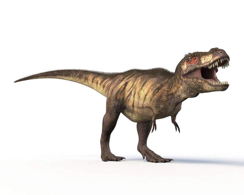 无人,站,横图,插画,室内,白天,白色背景,侧面,数码,科技,阴影,网络,高光,几何,计算机图形,合成,图画,画,一只,站着,张嘴,恐龙,电脑合成图,数码合成图,凶猛,漫画,张大嘴巴,霸王龙,写实,具体,具象,灭尽,灭绝,暴龙,雷克斯暴龙,雷克斯龙,史前动物,凶残,张开嘴,站立,彩图,全身