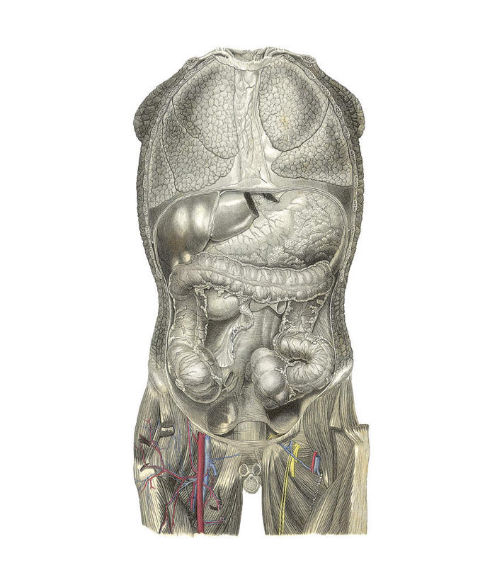 腹部,内脏,动脉,静脉,无人,竖图,插画,室内,白天,白色背景,正面,数码,科技,阴影,网络,高光,几何,计算机图形,合成,图画,画,灰色,模型,躯干,电脑合成图,数码合成图,人体器官,器官,漫画,写实,具体,具象,躯体,模子,腹,肚子,彩图