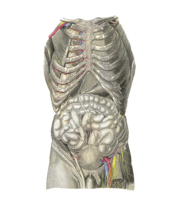 腹部,内脏,动脉,静脉,骨骼,无人,竖图,插画,室内,白天,白色背景,正面,数码,科技,阴影,网络,骨头,高光,几何,计算机图形,合成,图画,画,灰色,模型,躯干,电脑合成图,数码合成图,骨架,人体器官,器官,漫画,写实,具体,具象,躯体,模子,腹,肚子,彩图