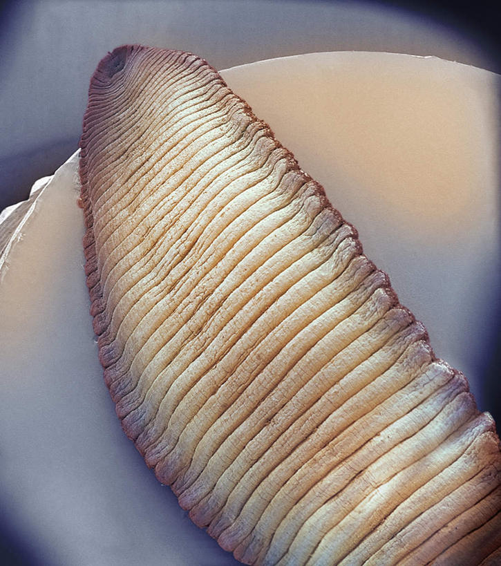 无人,竖图,室内,白天,正面,仪器,一排,波纹,检查,整齐,反射,分析,科学,显微镜,排列,水纹,波浪,观察,橙色,清晰,探索,放大,观看,仔细,透镜,凸透镜,聚焦,队列,关注,水生动物,水生物,光学,清楚,蚂蟥,水蛭,彩图