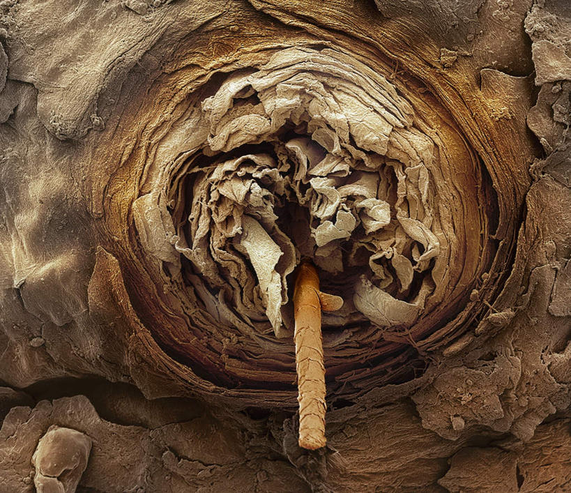 睫毛,无人,横图,室内,白天,正面,仪器,检查,龟裂,反射,分析,科学,螺旋,显微镜,观察,橘色,生物,清晰,探索,放大,观看,仔细,裂纹,透镜,生物学,凸透镜,聚焦,关注,生理学,光学,清楚,毛囊,睫,眼睫毛,彩图