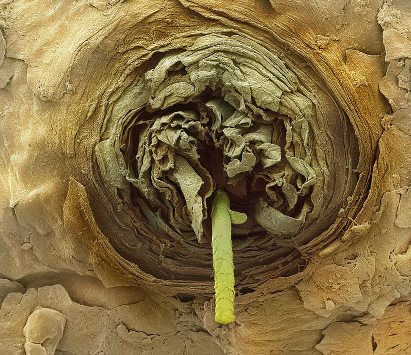 睫毛,无人,横图,室内,白天,正面,仪器,检查,龟裂,反射,分析,科学,螺旋,显微镜,观察,橙色,生物,清晰,探索,放大,观看,仔细,裂纹,透镜,生物学,凸透镜,聚焦,关注,生理学,光学,清楚,毛囊,睫,眼睫毛,彩图