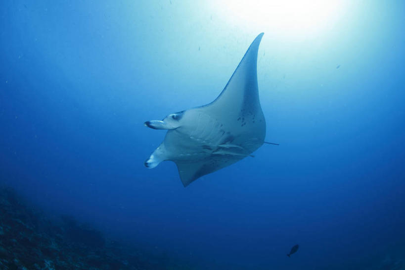 游泳,海鲜,无人,横图,室外,白天,仰视,旅游,度假,海底,水下,海浪,海洋,美景,马尔代夫,亚洲,一条,鱼,景观,浪花,水底,娱乐,水产,鱼类,海洋生物,自然,海水,享受,休闲,景色,放松,海底世界,自然风光,水生动物,海产品,南亚,水生物,海景,海底动物,魟鱼,魔鬼鱼,蝠鲼,马尔代夫共和国,泅水,拍浮,大海,风浪,海,海床,海水的波动,近岸浪,涌浪,彩图,低角度拍摄,全身