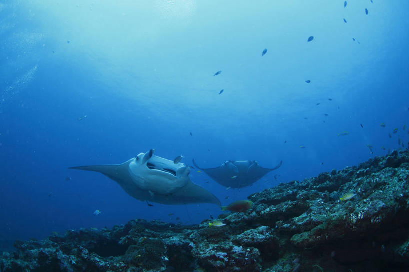 游泳,海鲜,无人,横图,室外,白天,仰视,旅游,度假,海底,水下,海浪,海洋,美景,马尔代夫,亚洲,一群,许多,鱼,景观,浪花,水底,很多,娱乐,水产,鱼类,海洋生物,自然,海水,享受,休闲,景色,放松,海底世界,自然风光,水生动物,海产品,南亚,水生物,海景,海底动物,魟鱼,魔鬼鱼,蝠鲼,马尔代夫共和国,泅水,拍浮,大海,风浪,海,海床,海水的波动,近岸浪,涌浪,彩图,低角度拍摄,全身