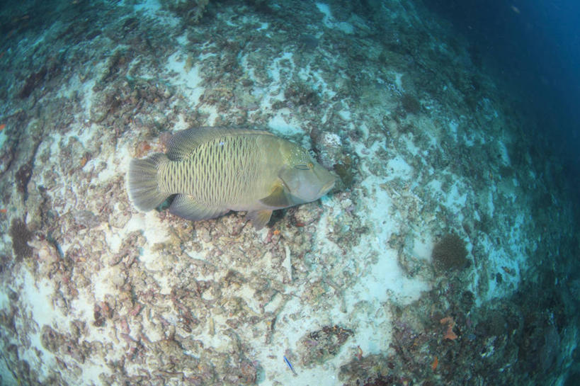 游泳,海鲜,无人,横图,室外,白天,侧面,旅游,度假,海底,水下,海浪,海洋,美景,马尔代夫,亚洲,一条,鱼,珊瑚,景观,浪花,水底,娱乐,珊瑚礁,水产,鱼类,海洋生物,自然,海水,享受,休闲,景色,放松,海底世界,自然风光,水生动物,海产品,南亚,水生物,海景,海底动物,海底礁,马尔代夫共和国,泅水,鹦鹉鱼,鹦嘴鱼,拍浮,大海,风浪,海,海床,海水的波动,礁,近岸浪,岩石,涌浪,彩图,全身,鹦哥鱼